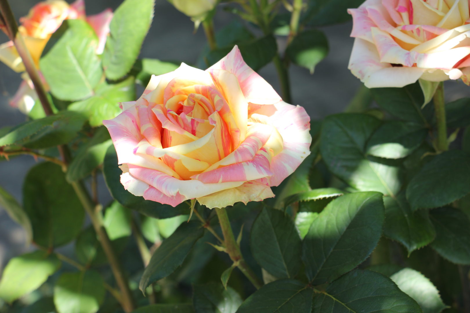 Округлая форма цветка розы
