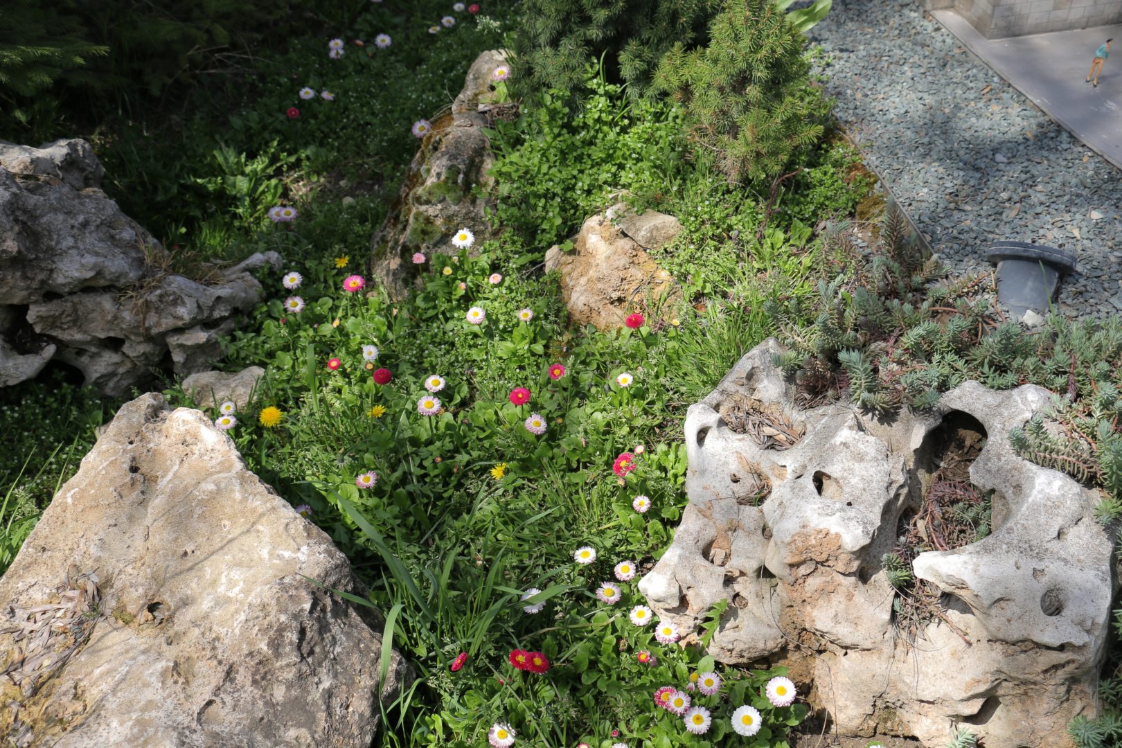 Маргаритки в каменном садике
