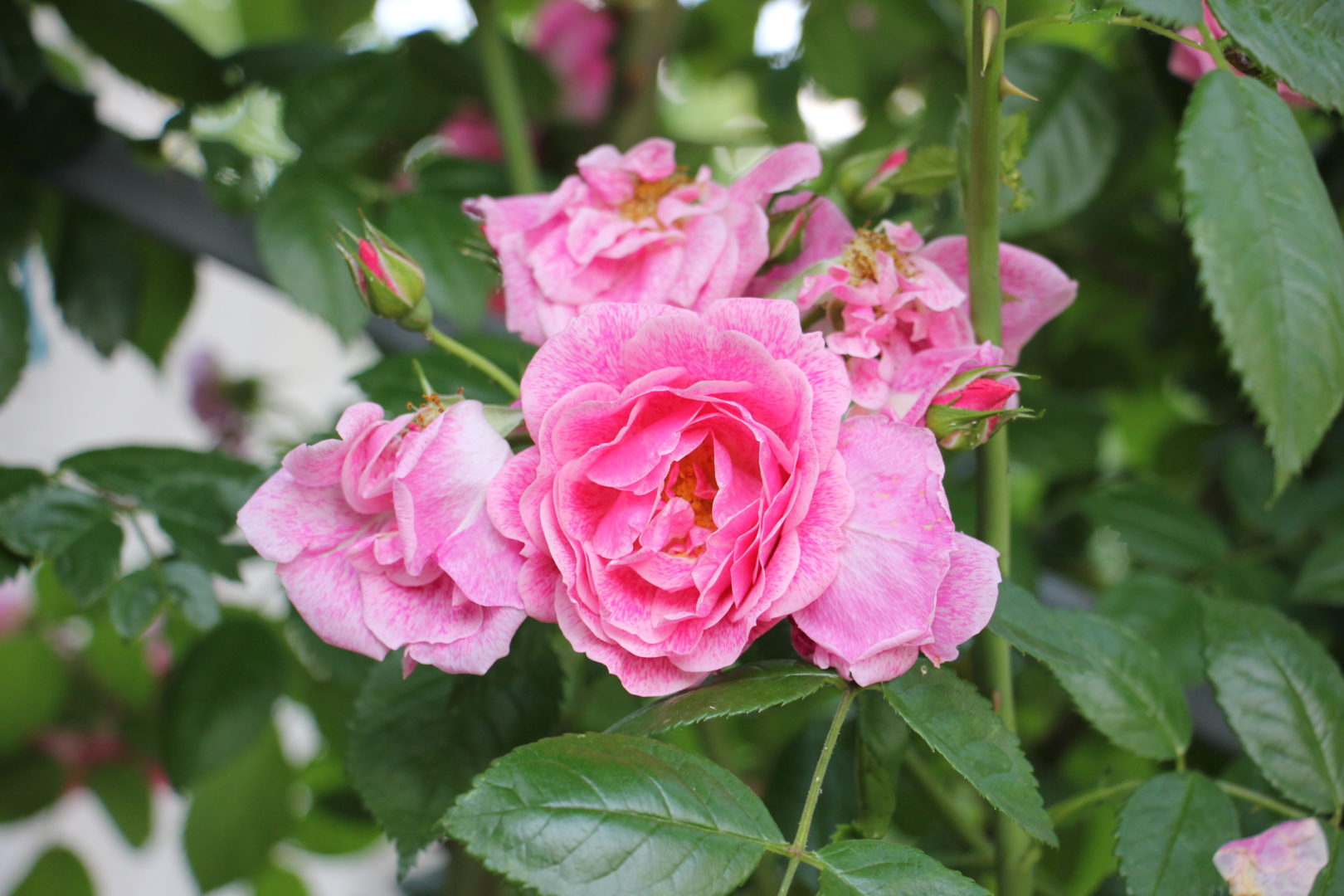 Среднемахровый цветок розы