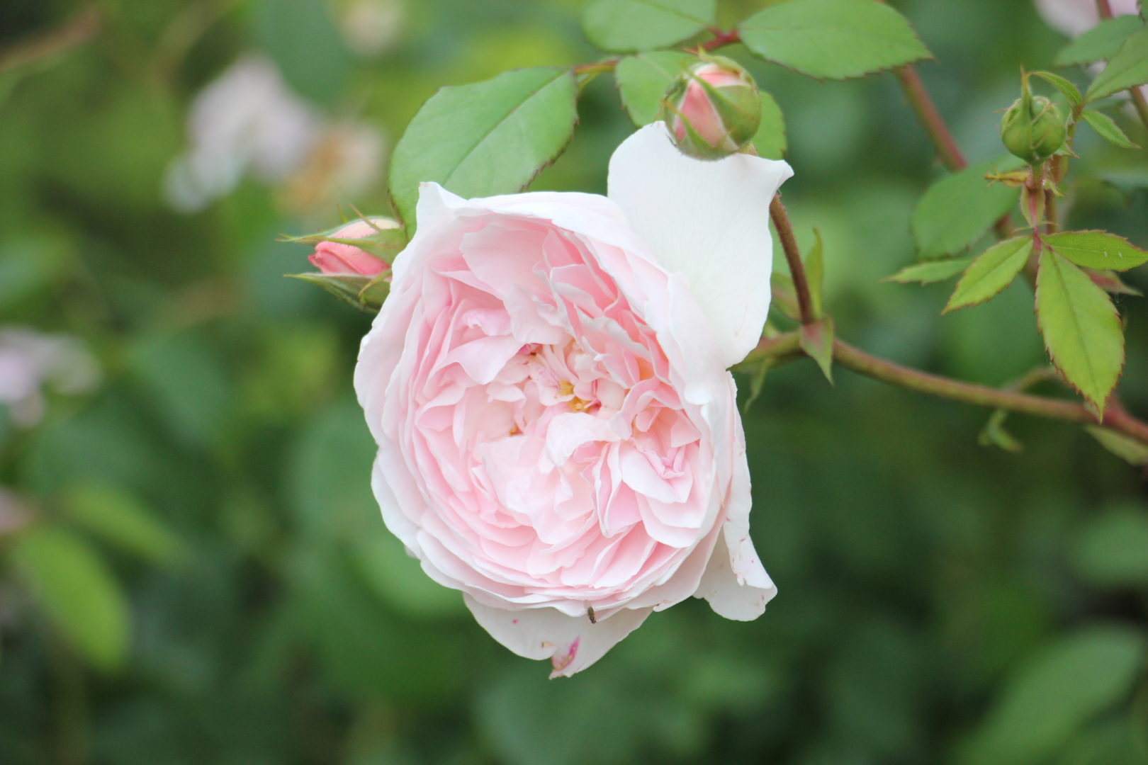 Однотонные цветки роз - нежно розовая роза