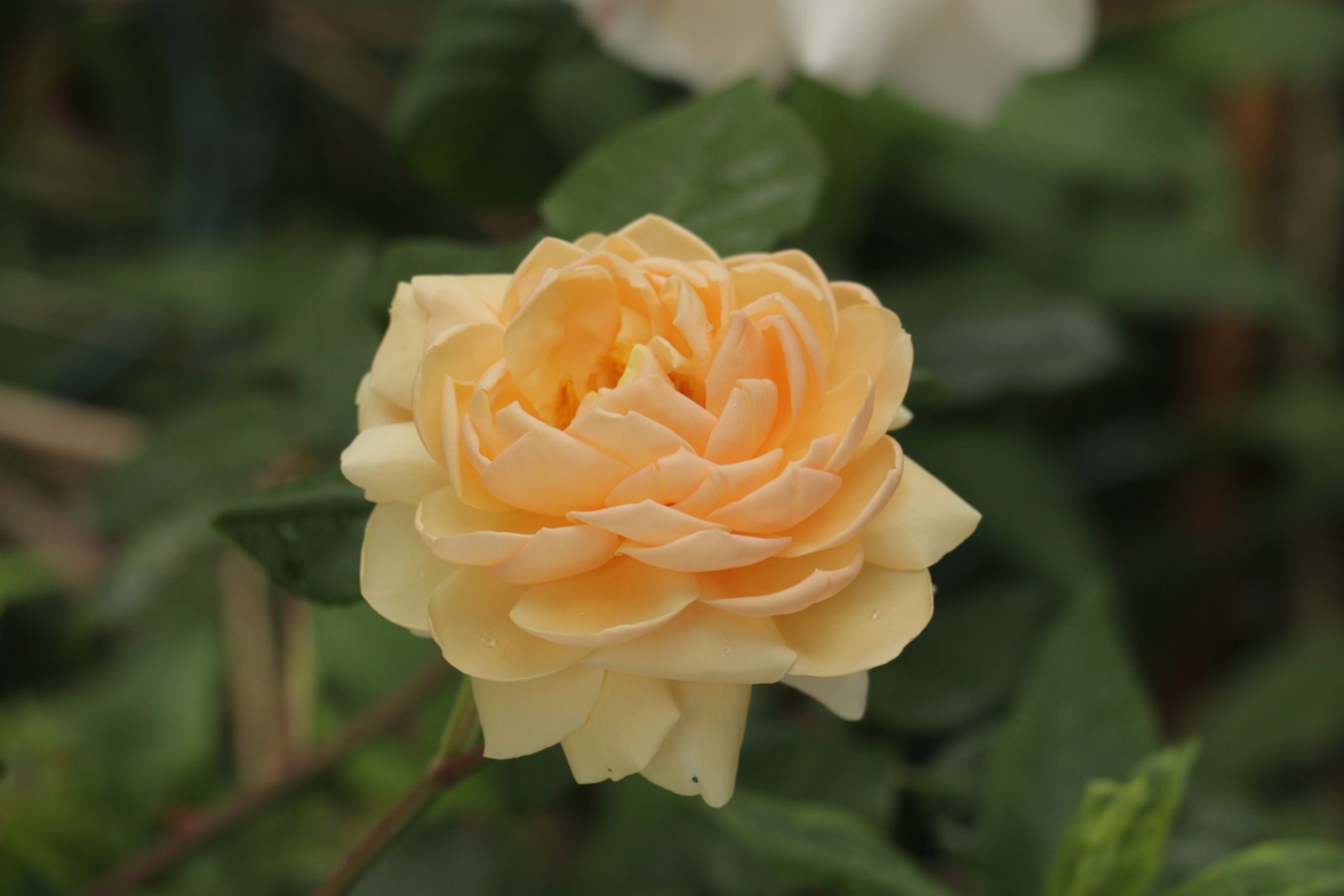 Чашеобразная форма цветка розы