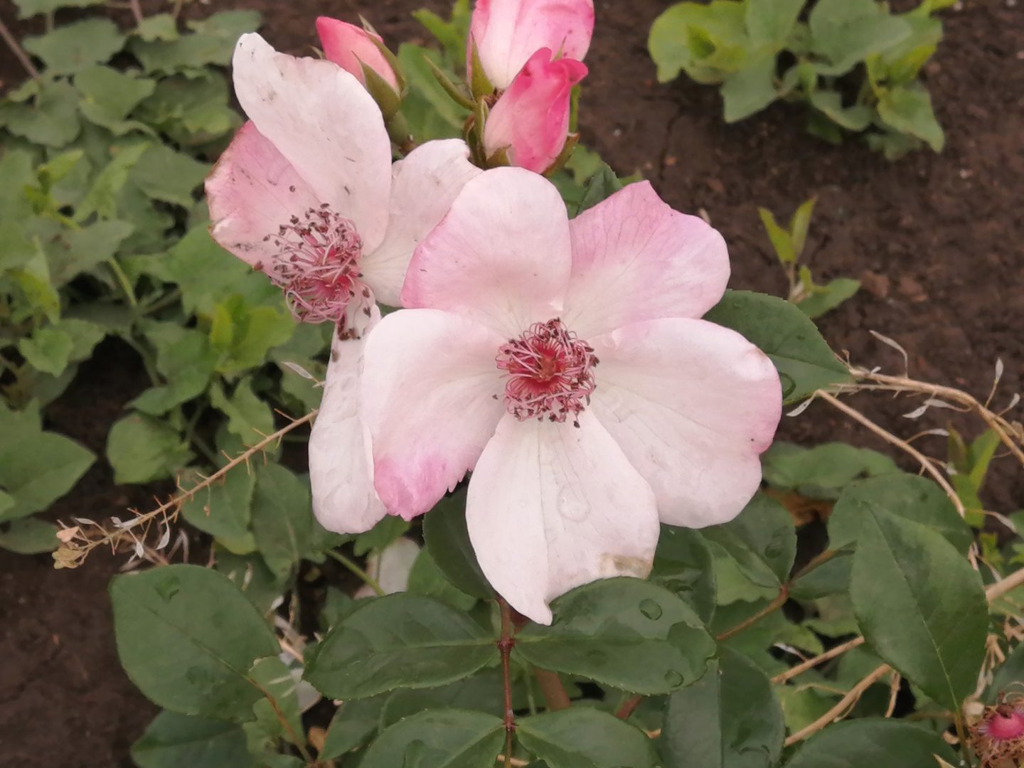 Плоская форма цветка розы