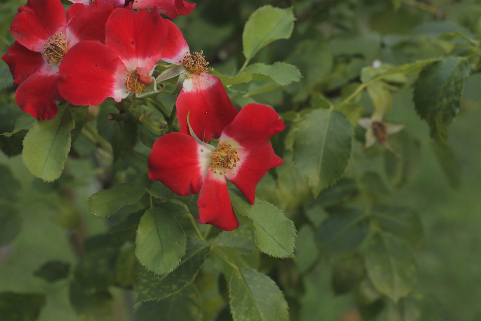 Красно-белый цветок розы (со смешанной расцветкой) 