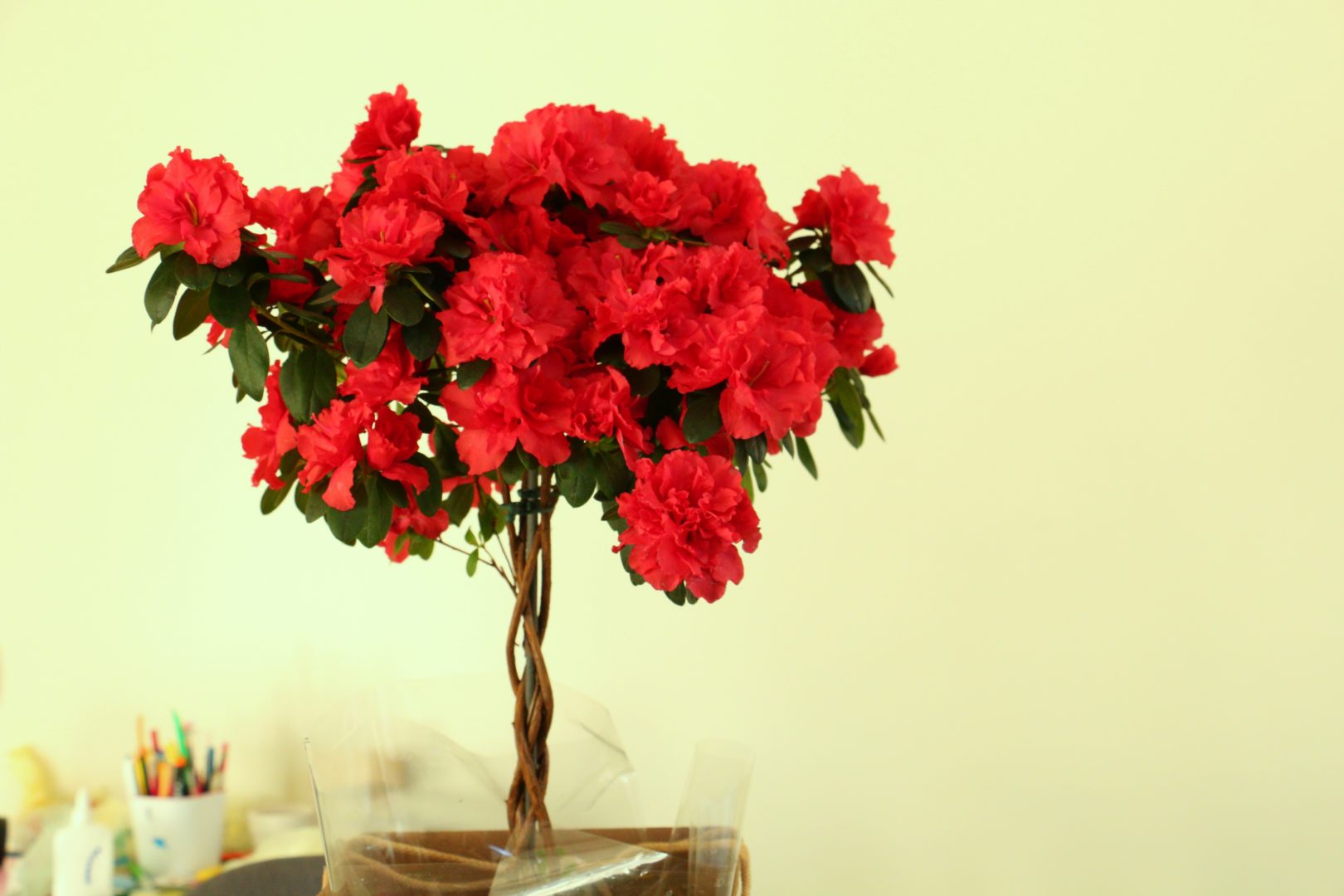 Комнатное растение с красными цветками - азалия