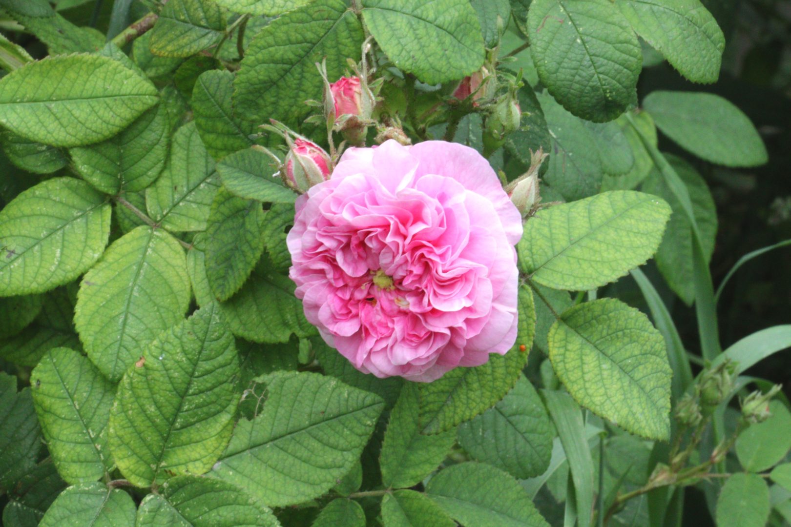 Густомахровый цветок розы 
