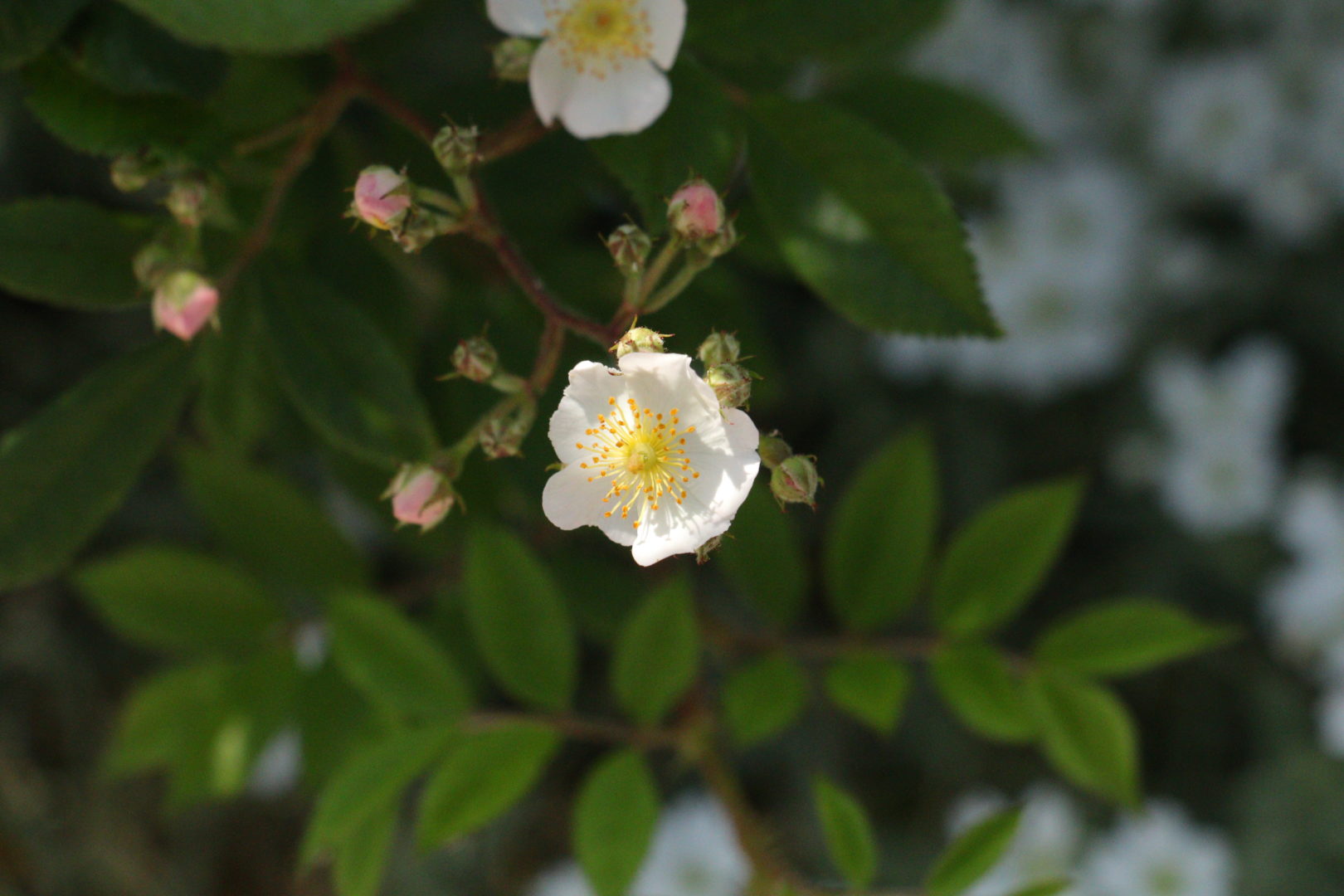 Простой белый цветок розы вихур