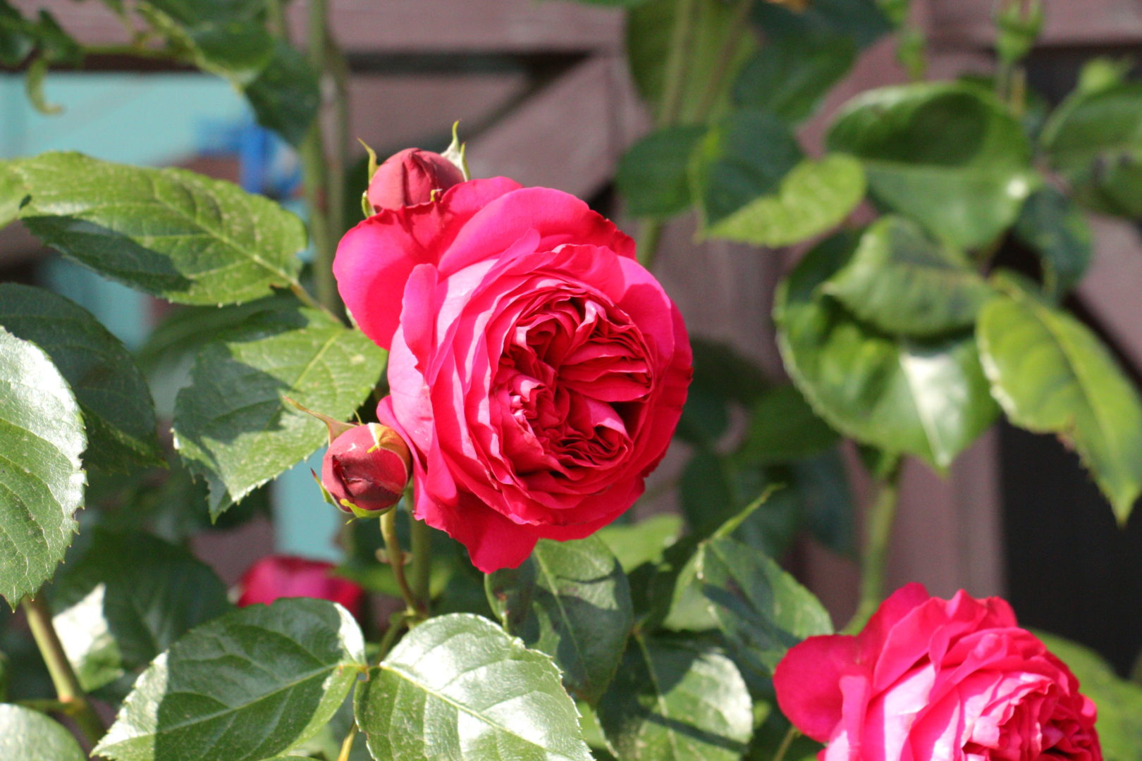 Крестовидно-розеточная, или квадратная форма цветка розы