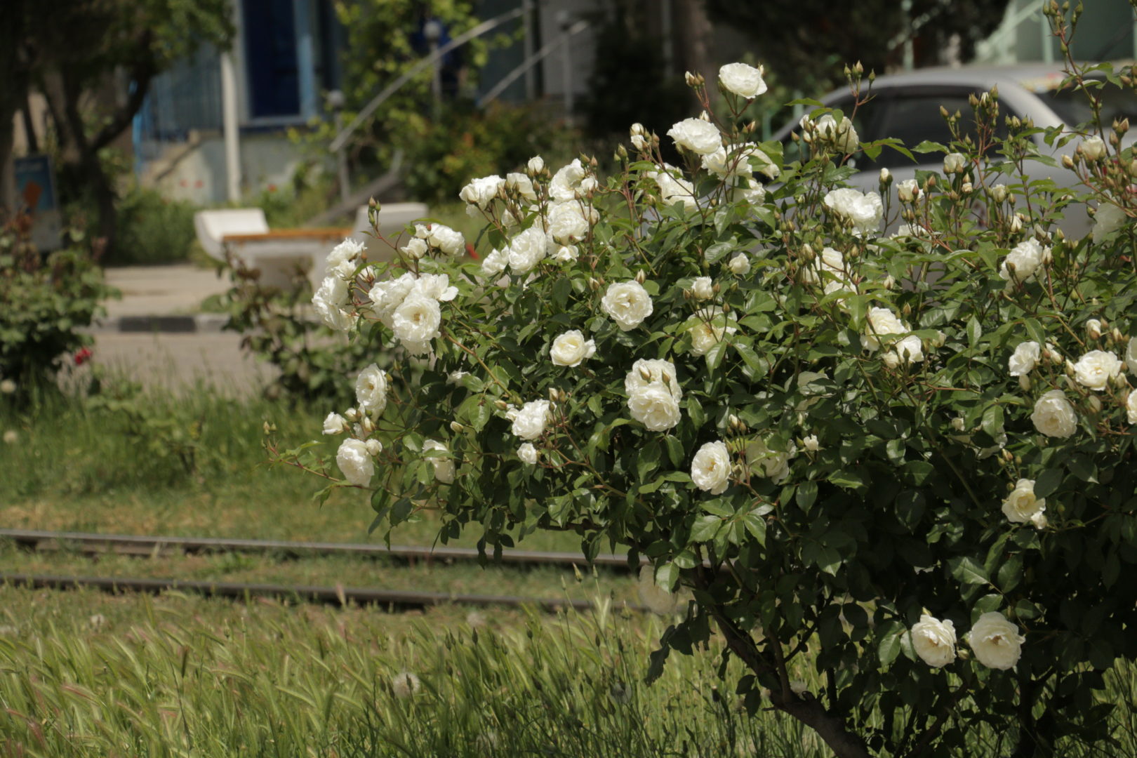 белая парковая роза