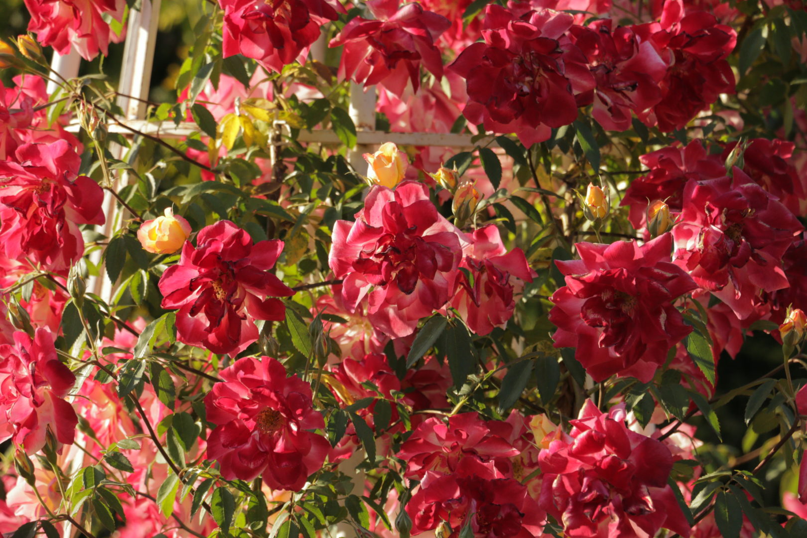 Многоцветная роза "Кадриль"