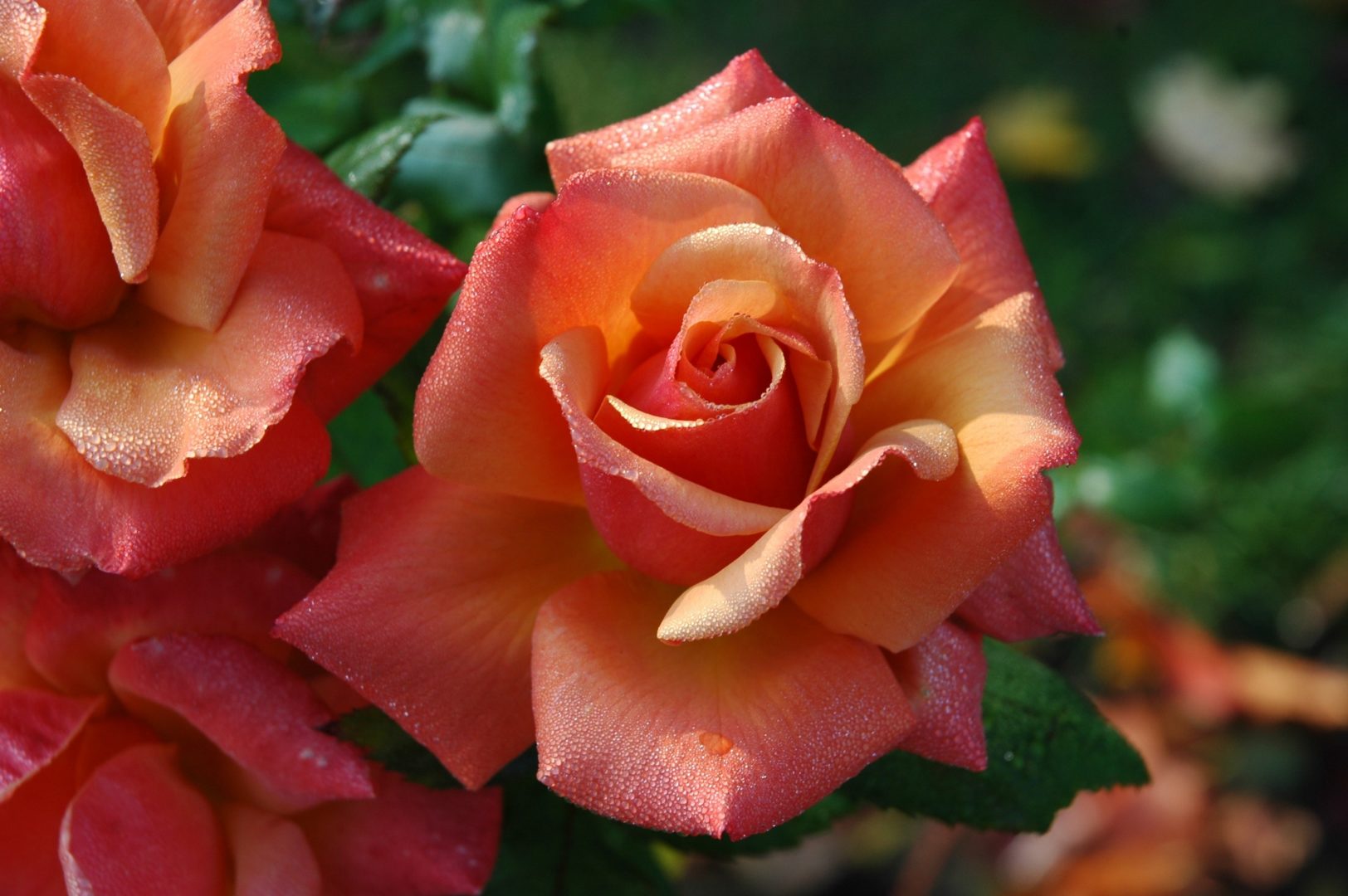 Коническая или бокаловидная, или конусовидная форма цветка розы