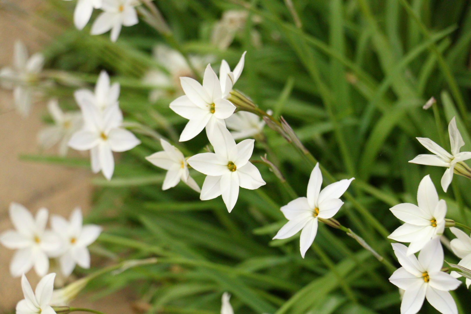 Луковичное с белыми цветочками - ифейон