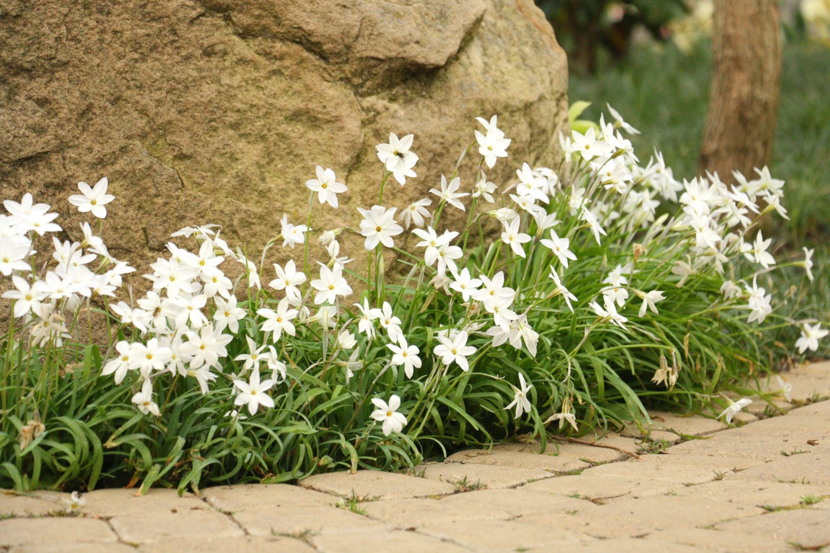 Растение с белыми цветочками похожими на звездочками, цветет весной - ифейон
