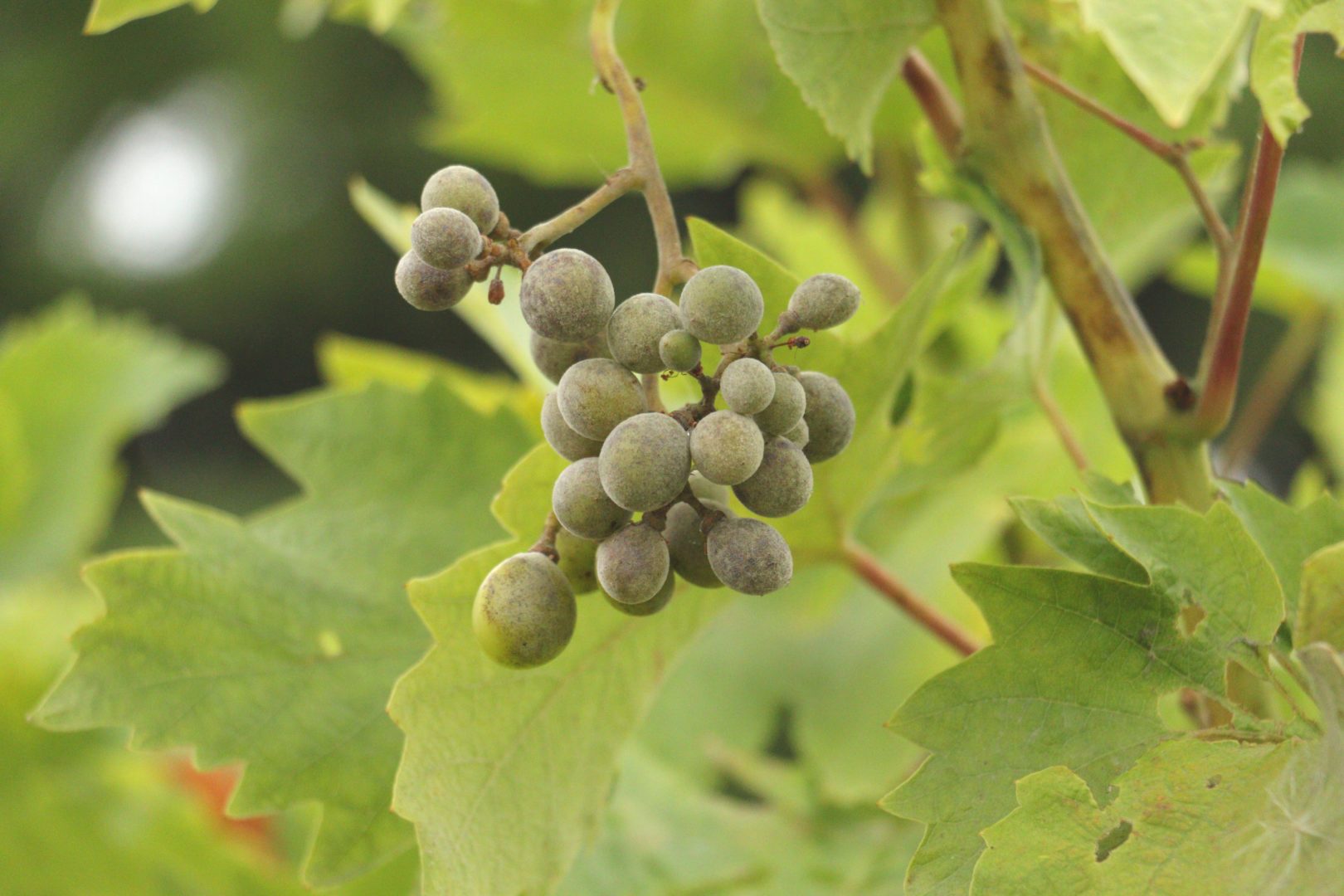 На ягодах винограда серый налет - мучнистая роса, оидиум