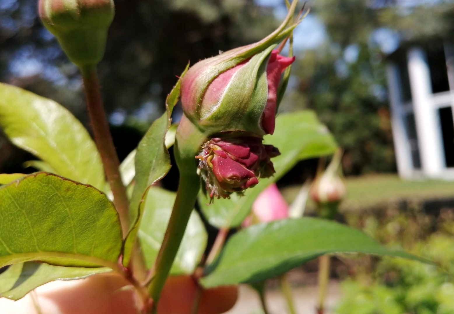 Из цветка розы вырос бутон - полификация роз
