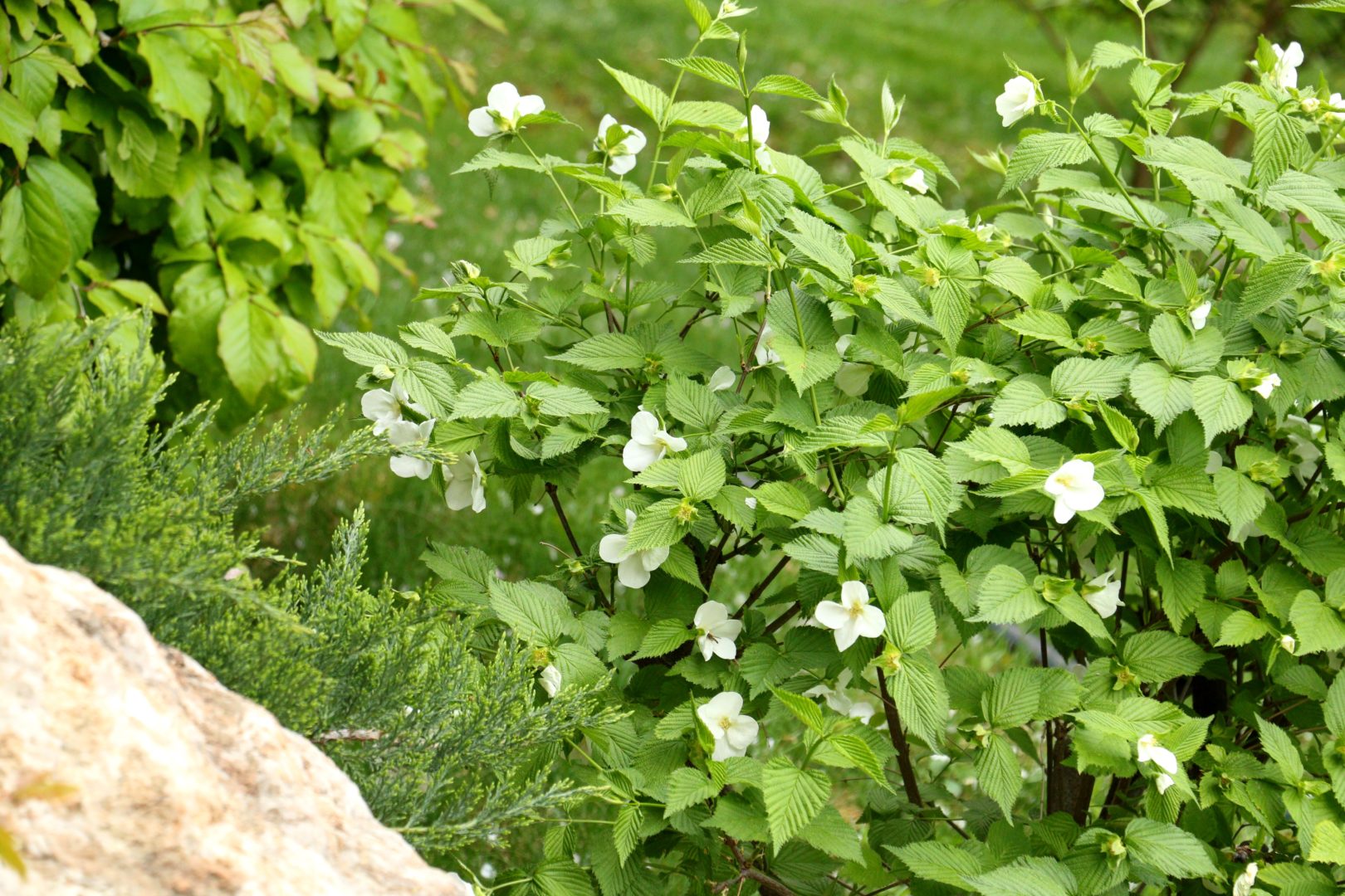 Розовик, или родотипус керриевидный – растение с белыми цветами и гофрированными листьями