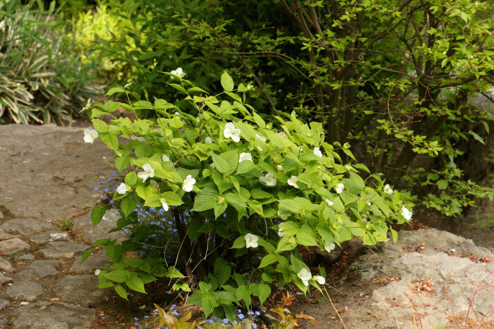 Розовик, или родотипус керриевидный – растение с белыми цветами и гофрированными листьями