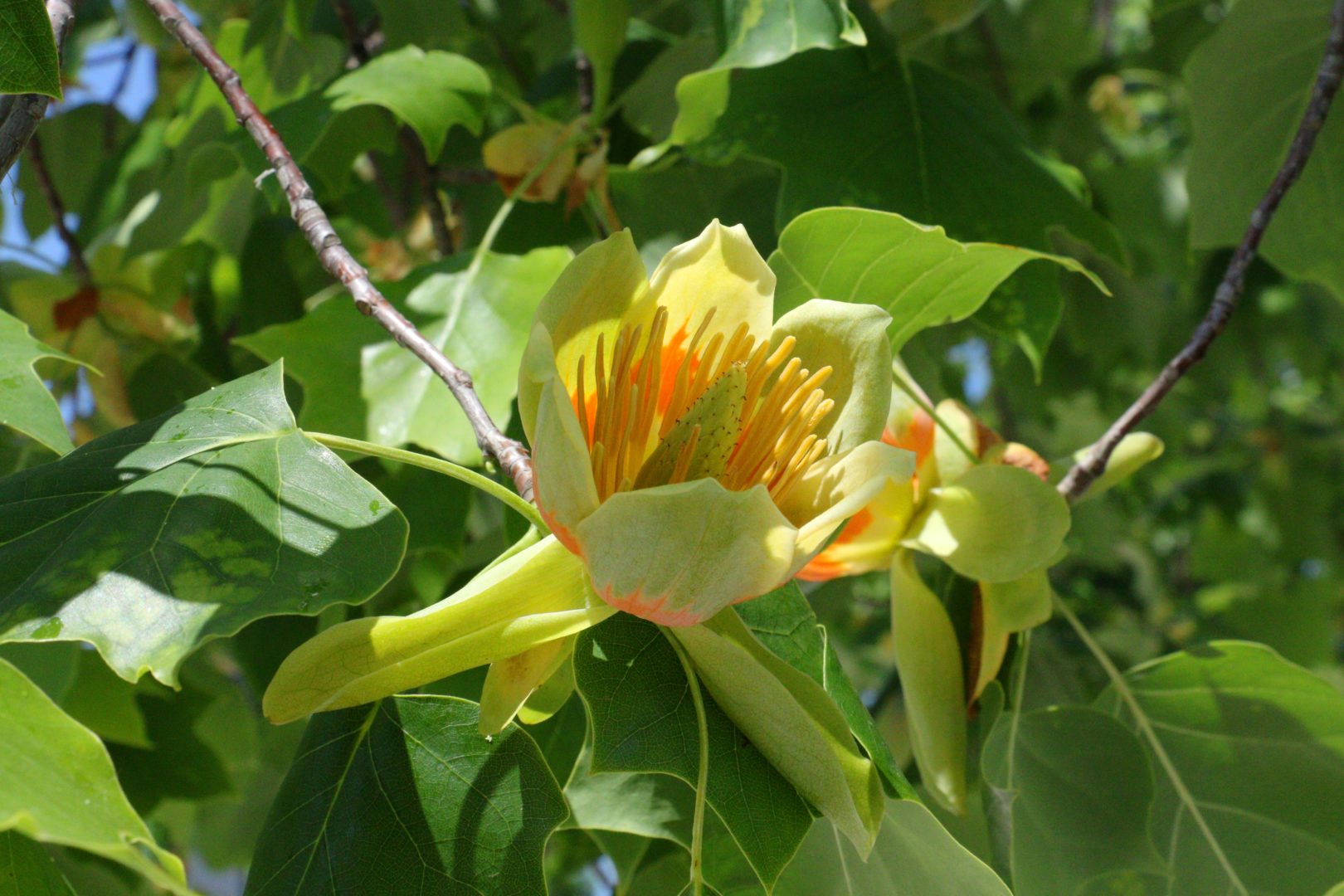 Дерево с цветками, как у лилии или тюльпана - леродендрон или тюльпановое дерево