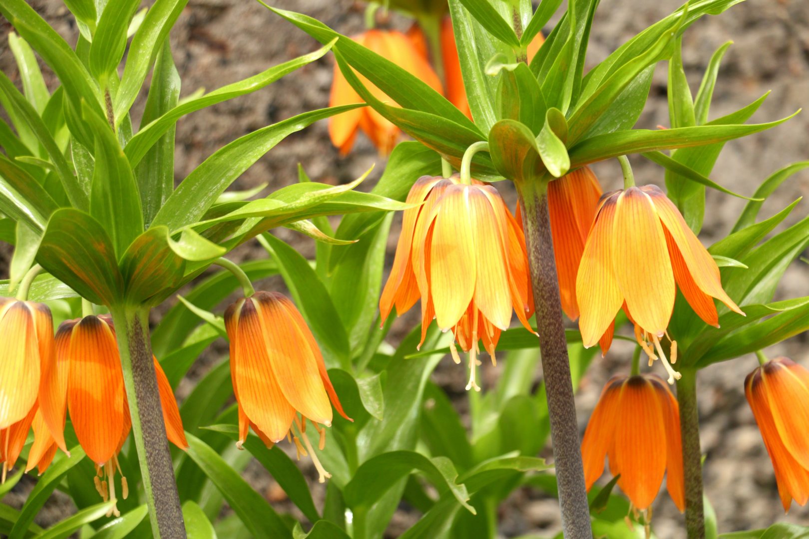 Цветок с оранжевыми колокольчиками - рябчик императорский, или фритиллярия