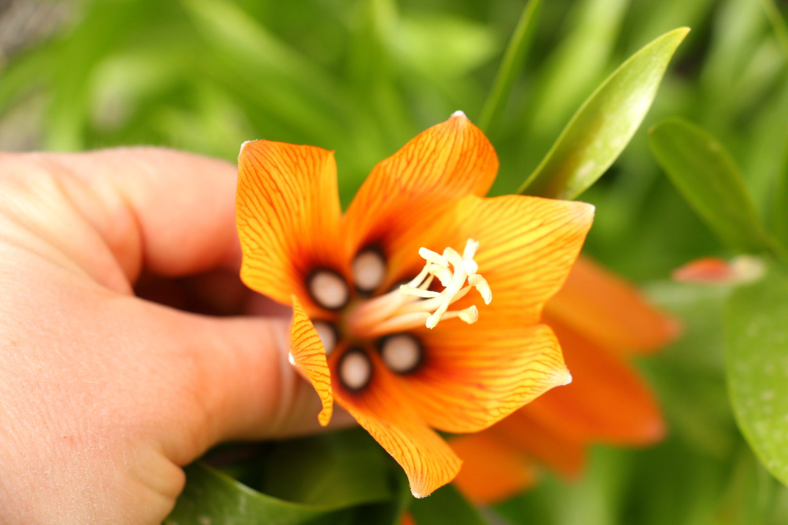 Оранжевый колокольчик - цветок рябчика императорского, или фритиллярии