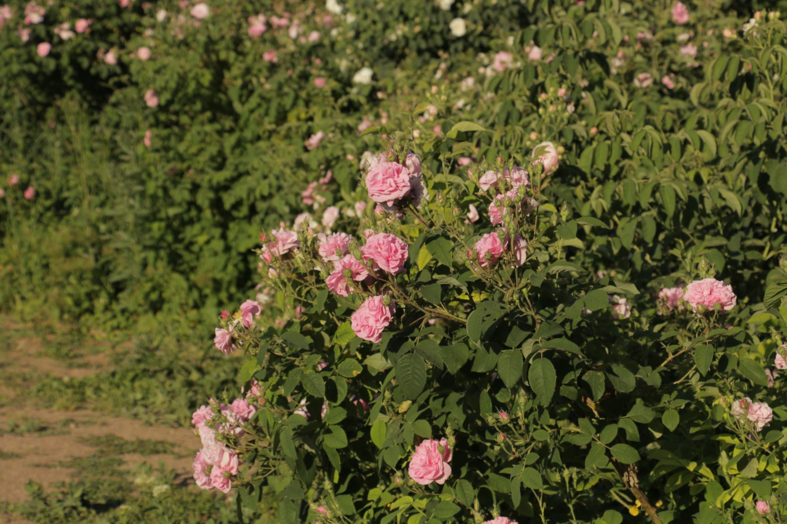 Эфиромасличная роза Радуга
