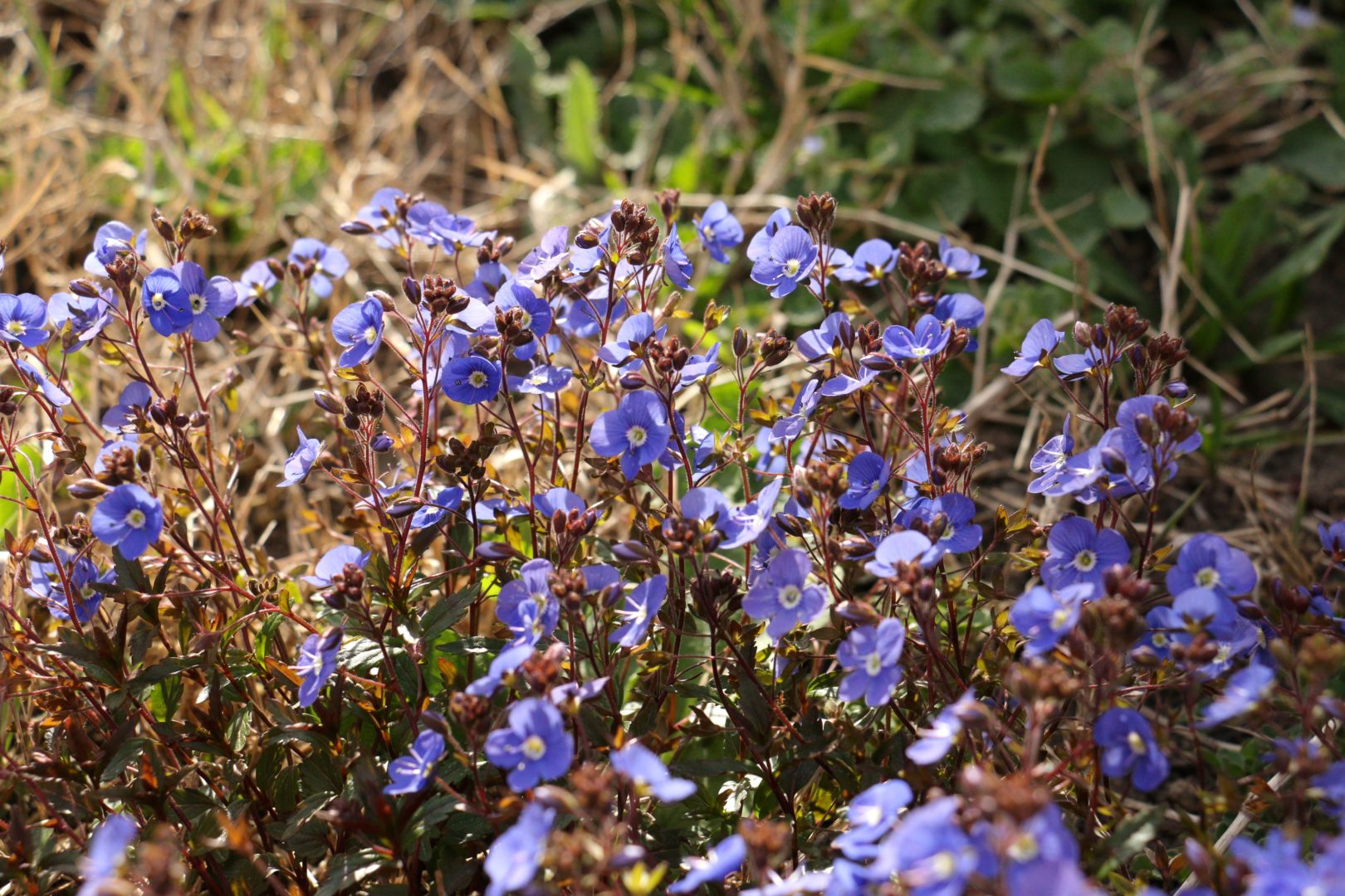Вероника ползучая - растение с синими цветами