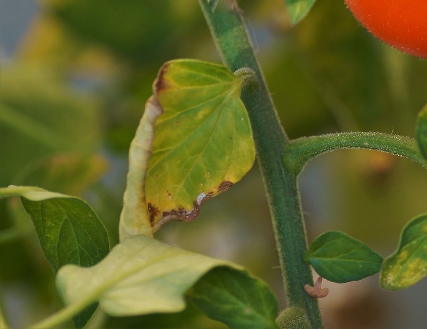 У томатов сохнут кончики листьев - калийное голодание помидоров