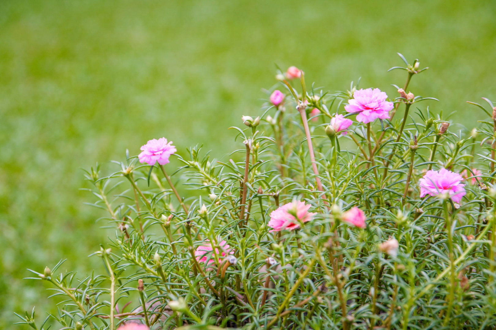 портулак розовый - растение с суккулентными листьями