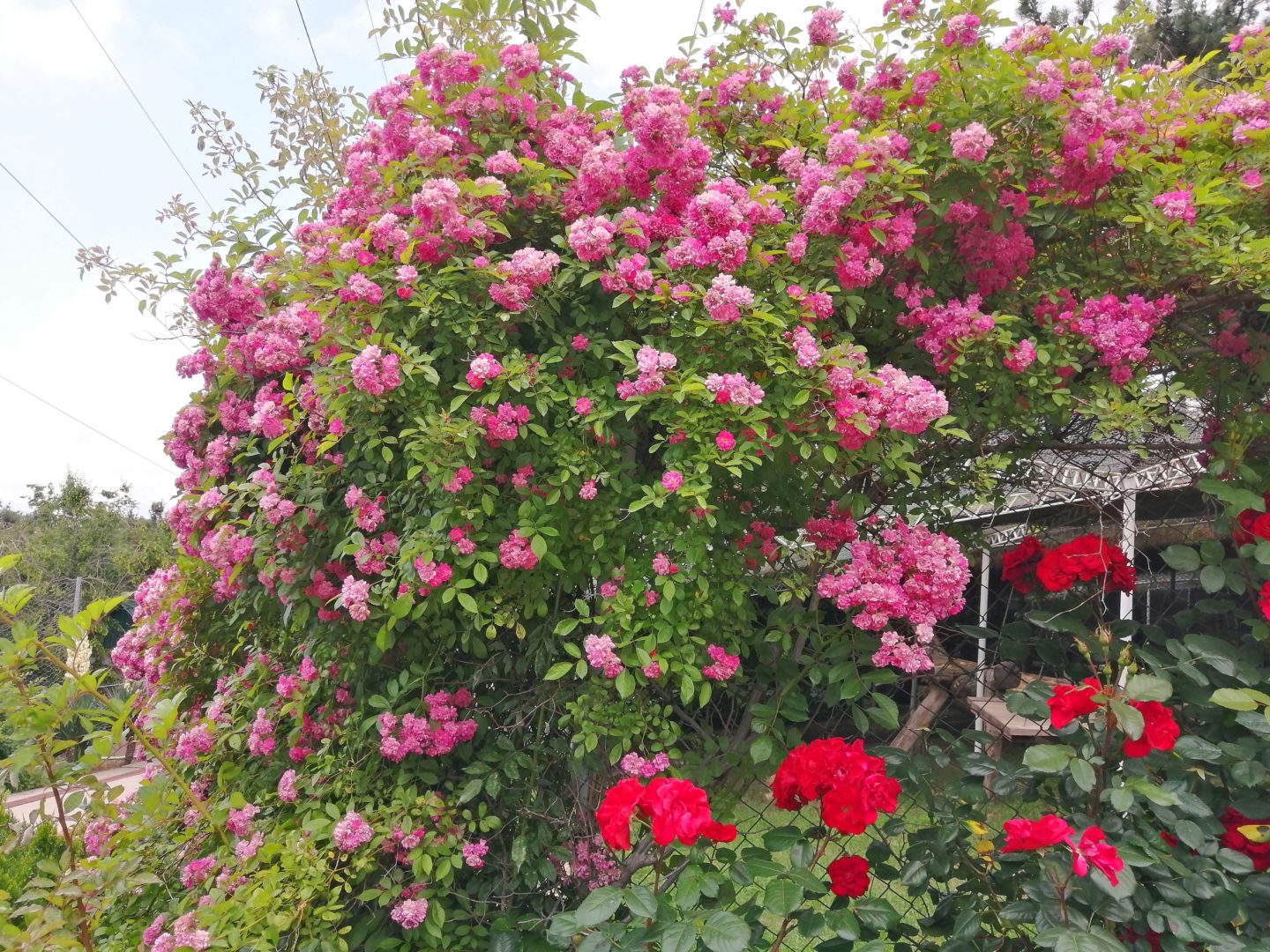 Плетистая роза мелкоцветковая - рамблер