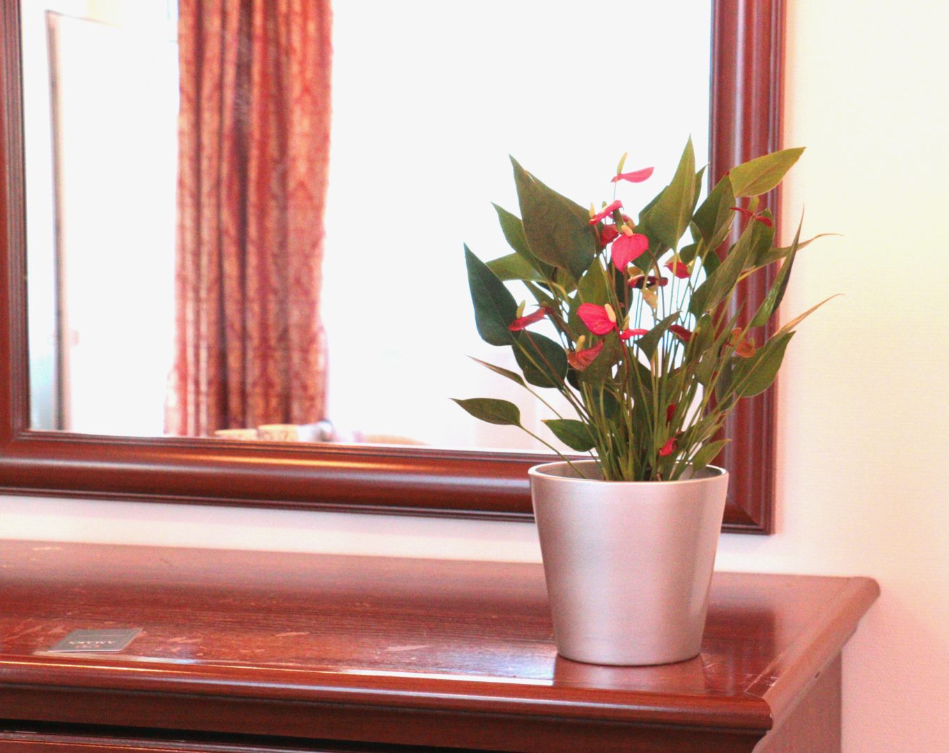 Комнатное растение с красными цветочками - антуриум