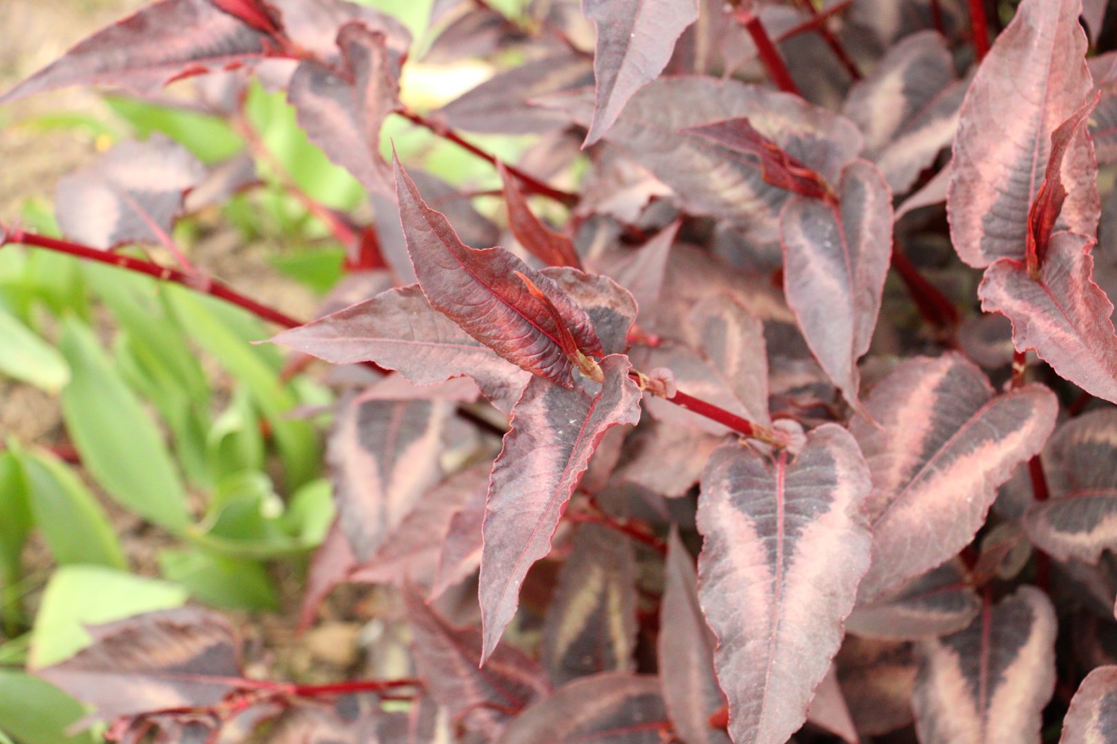 растение с пестными красными листьями со стрелочками - горец мелкоголовый Рэд Дрэгон, или Red Dragon», или Красный дракон