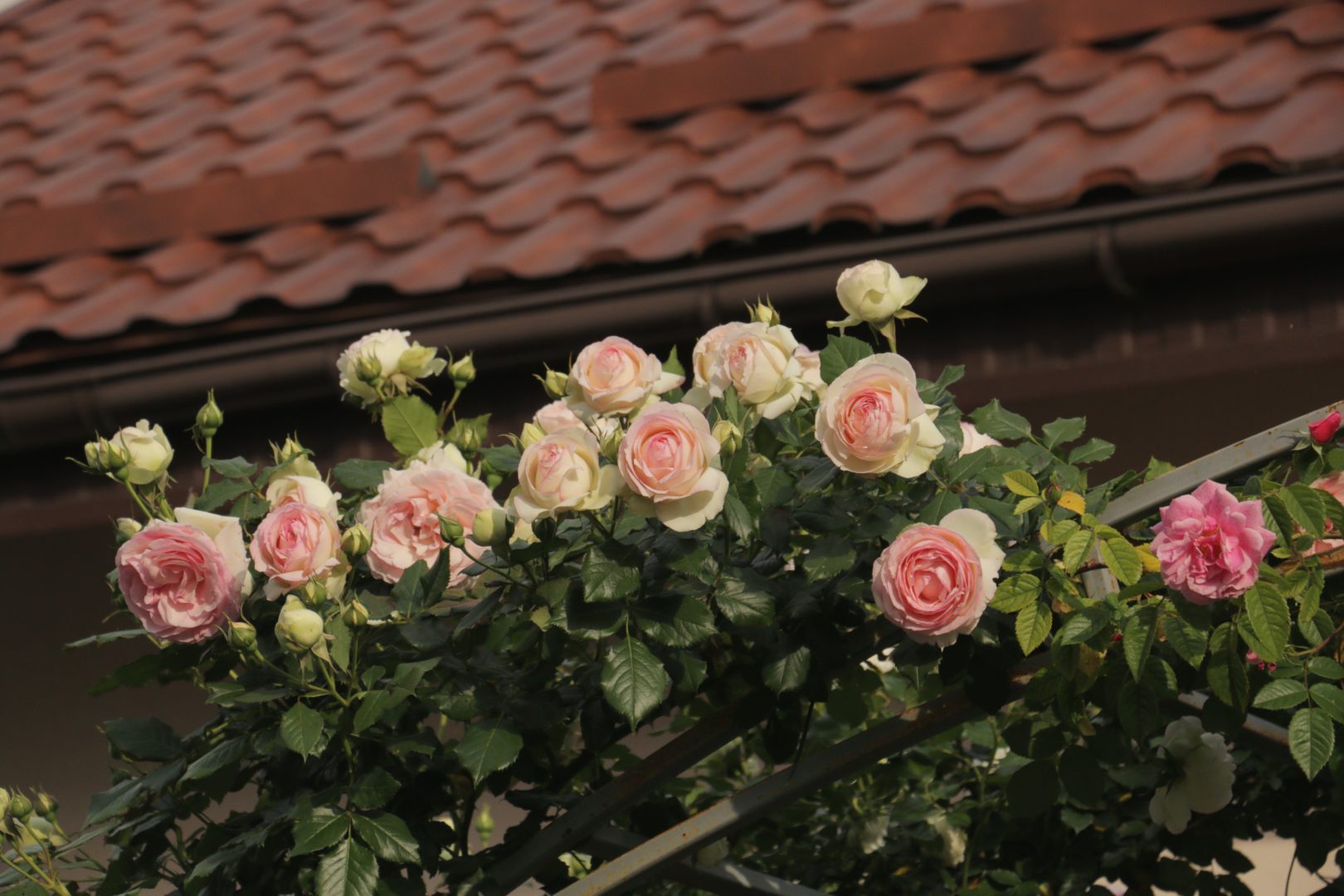 Эден Роуз - плетистая роза