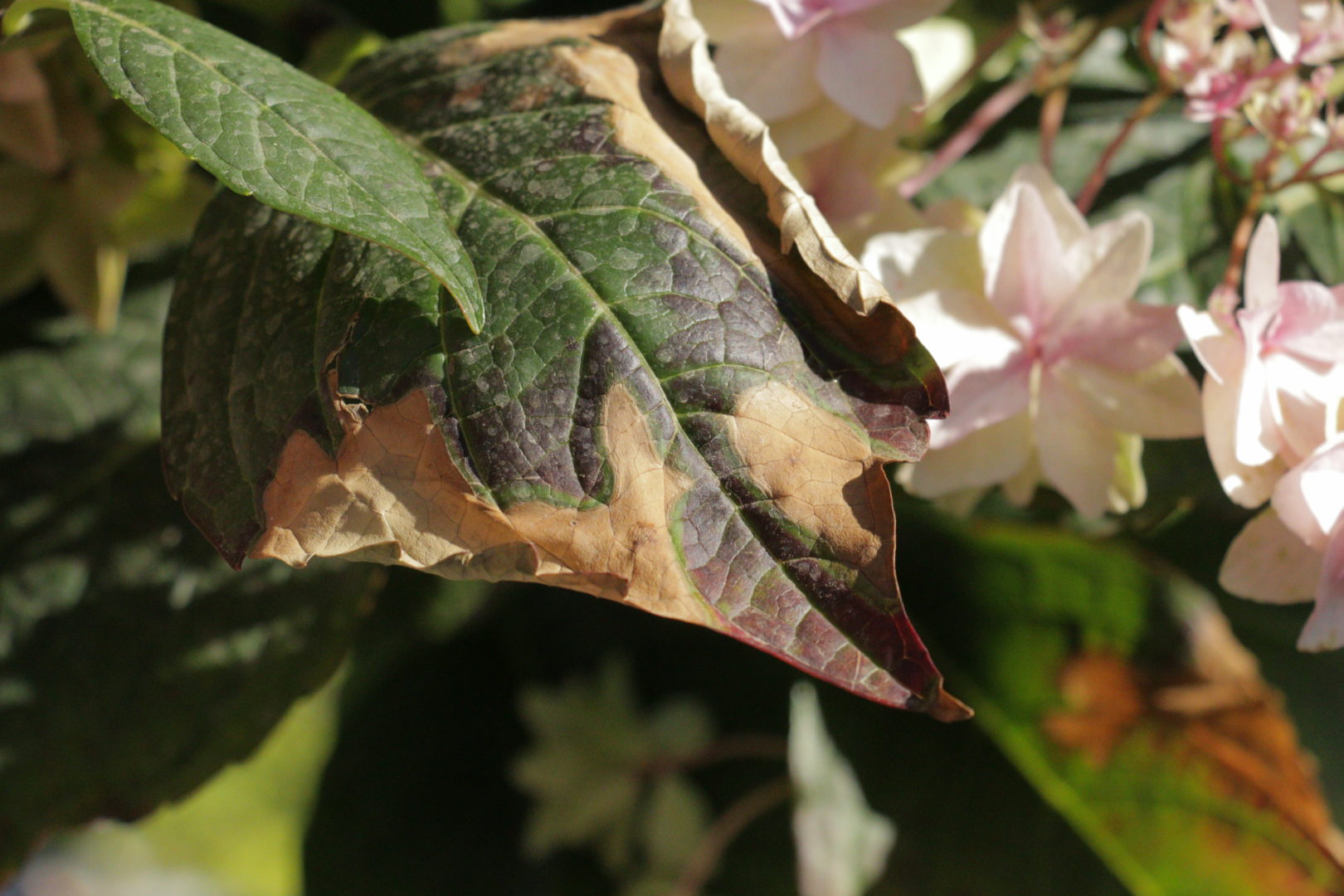 сохнут листья гортензии