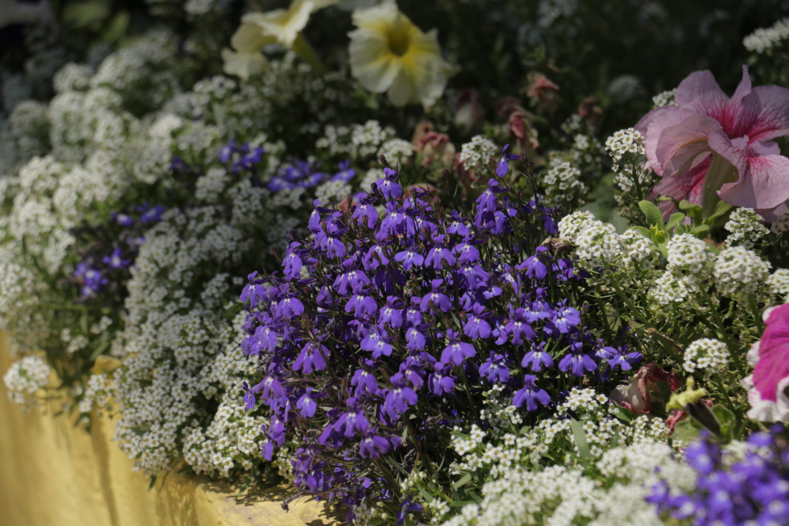 Растение с мелкими синими цветочками - лобелия