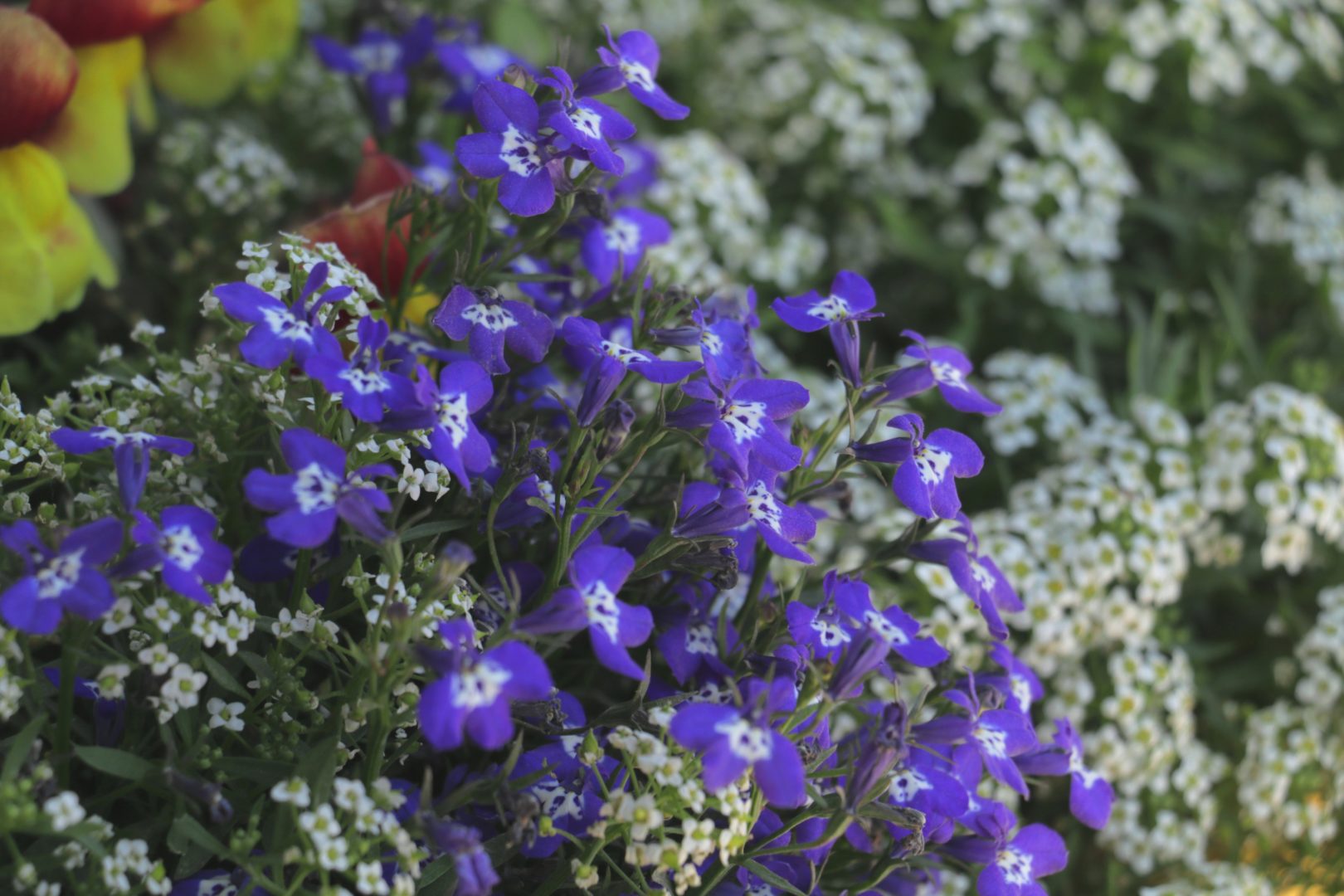 Растение с мелкими синими цветочками - лобелия