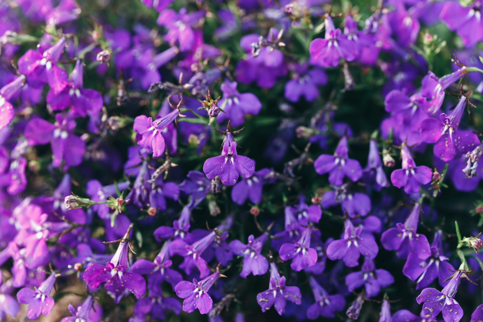 Растение с мелкими фиолетовыми цветочками - лобелия