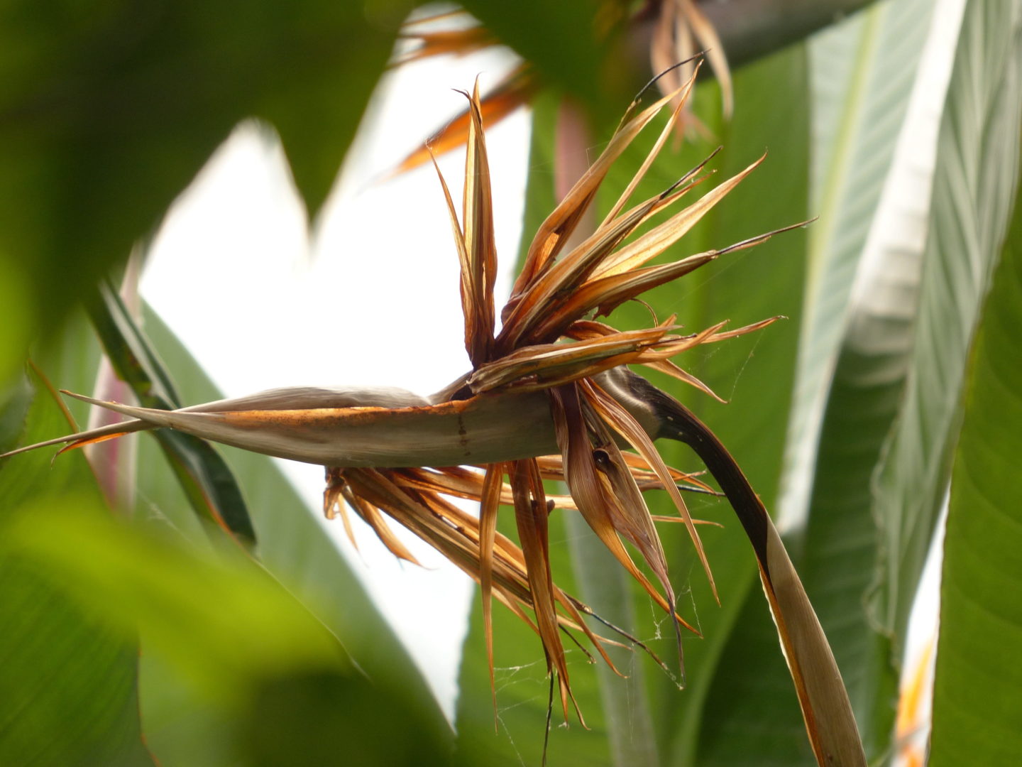 Стрелиция (Strelitzia)