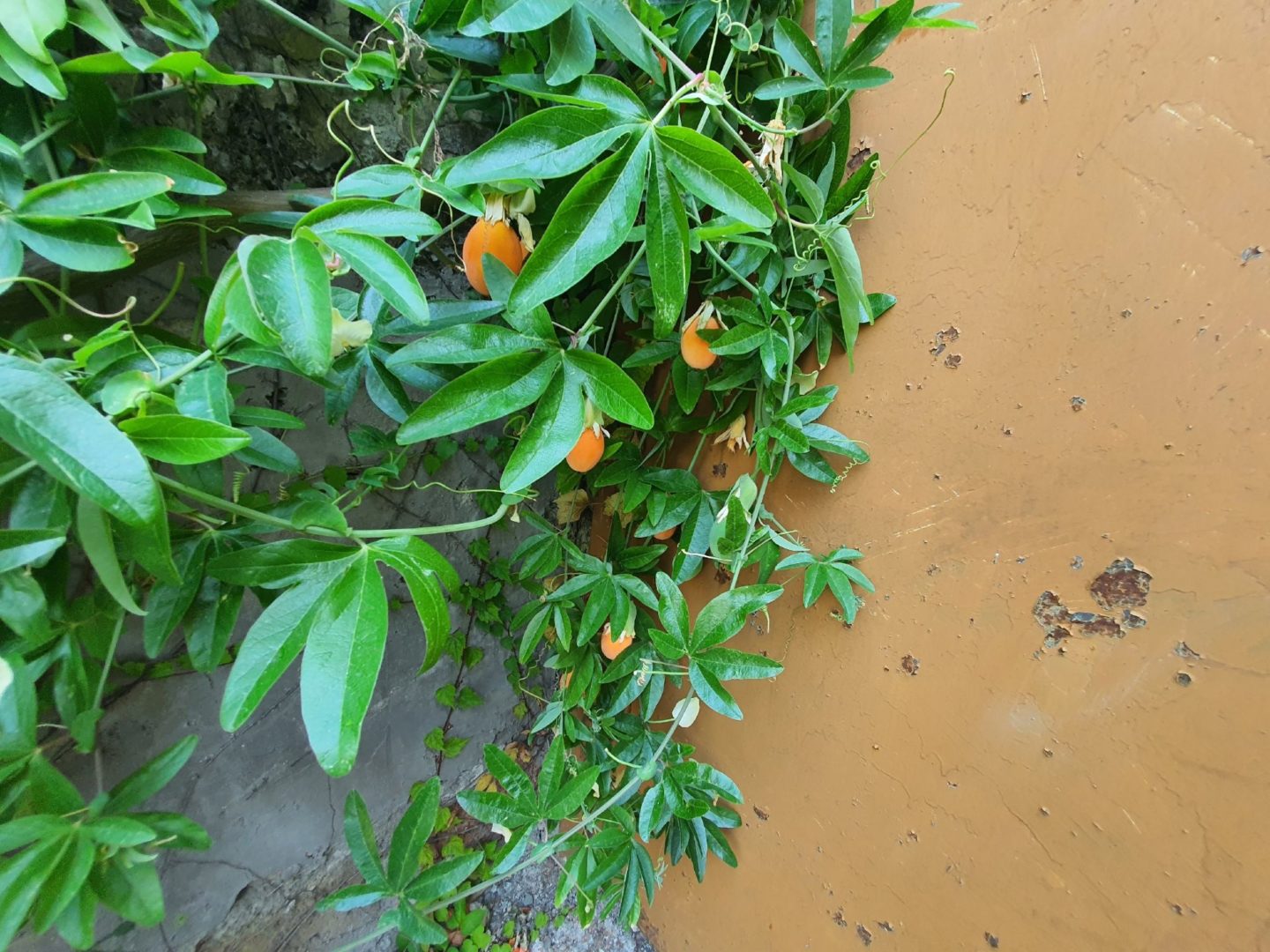 Пассифлора голубая (лат. Passiflora caerulea), или страстоцвет голубой
