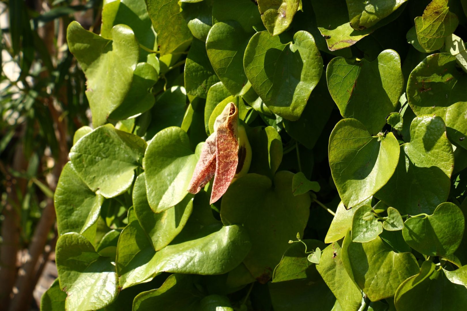 Кирказон гигантский (Aristolochia gigantea) - листья, цветок