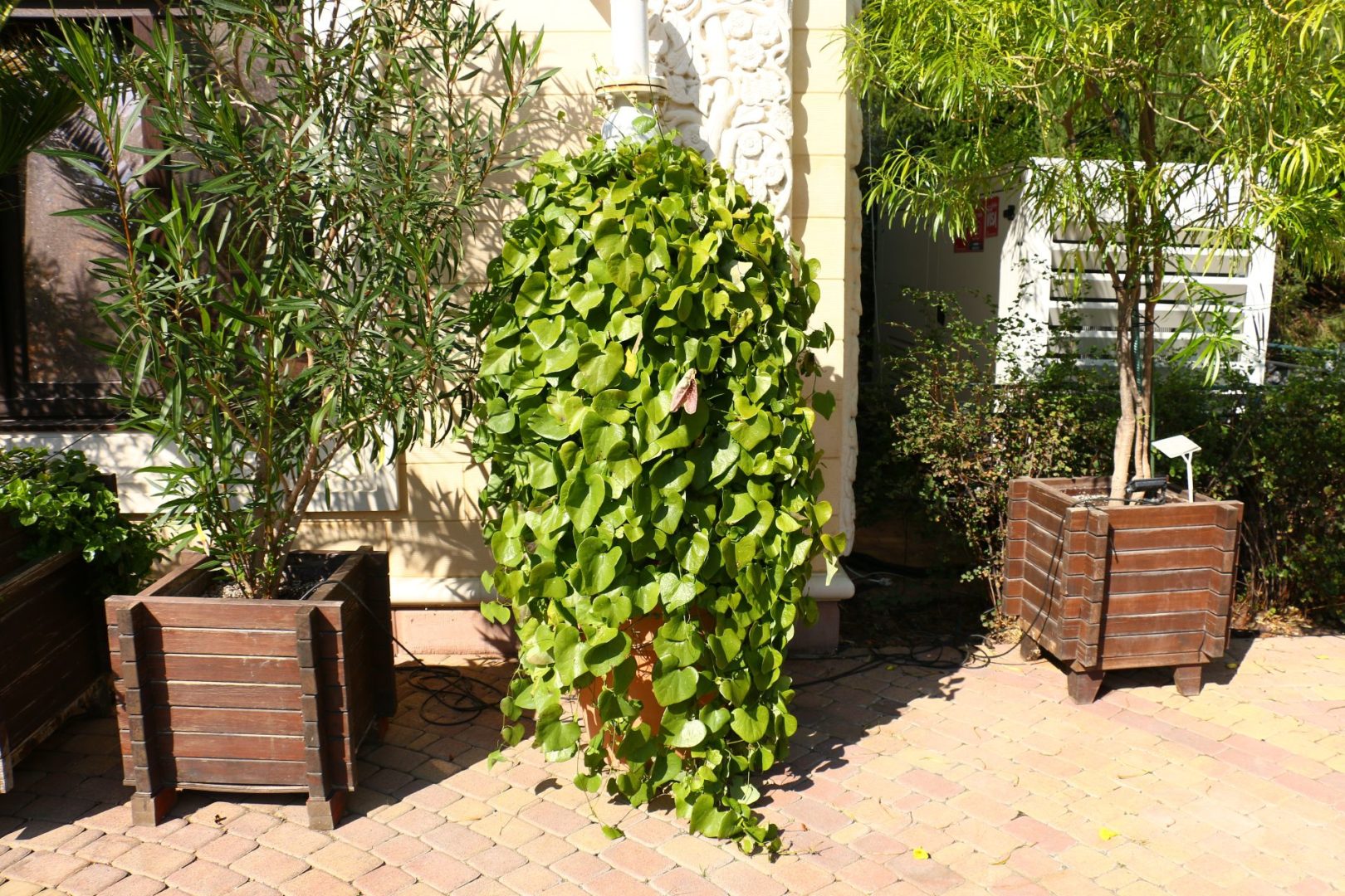 Кирказон гигантский (Aristolochia gigantea) в горшке